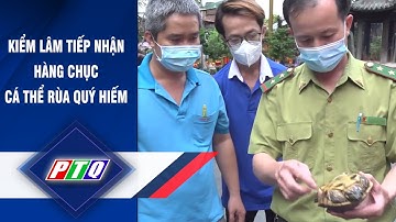 Kiểm lâm tiếp nhận hàng chục cá thể rùa quý hiếm  | PTQ
