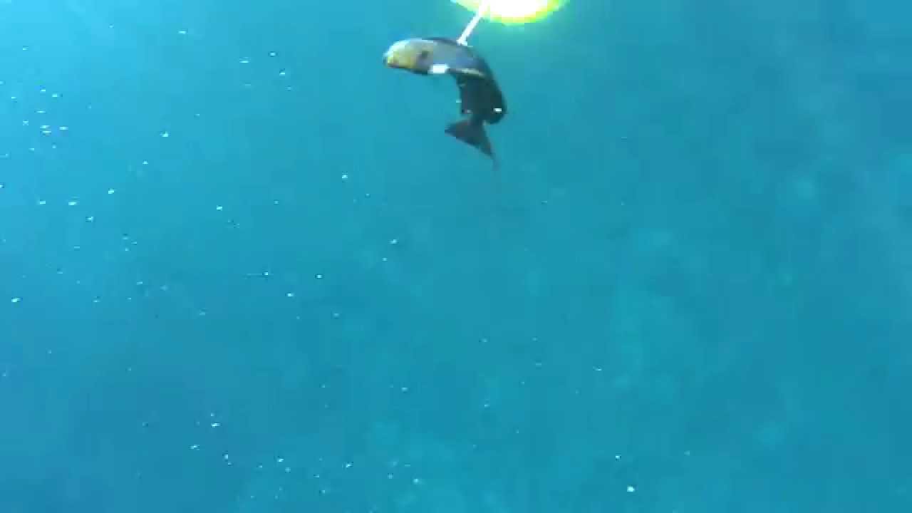 Spear Fishing In Nusa Penida, Bali