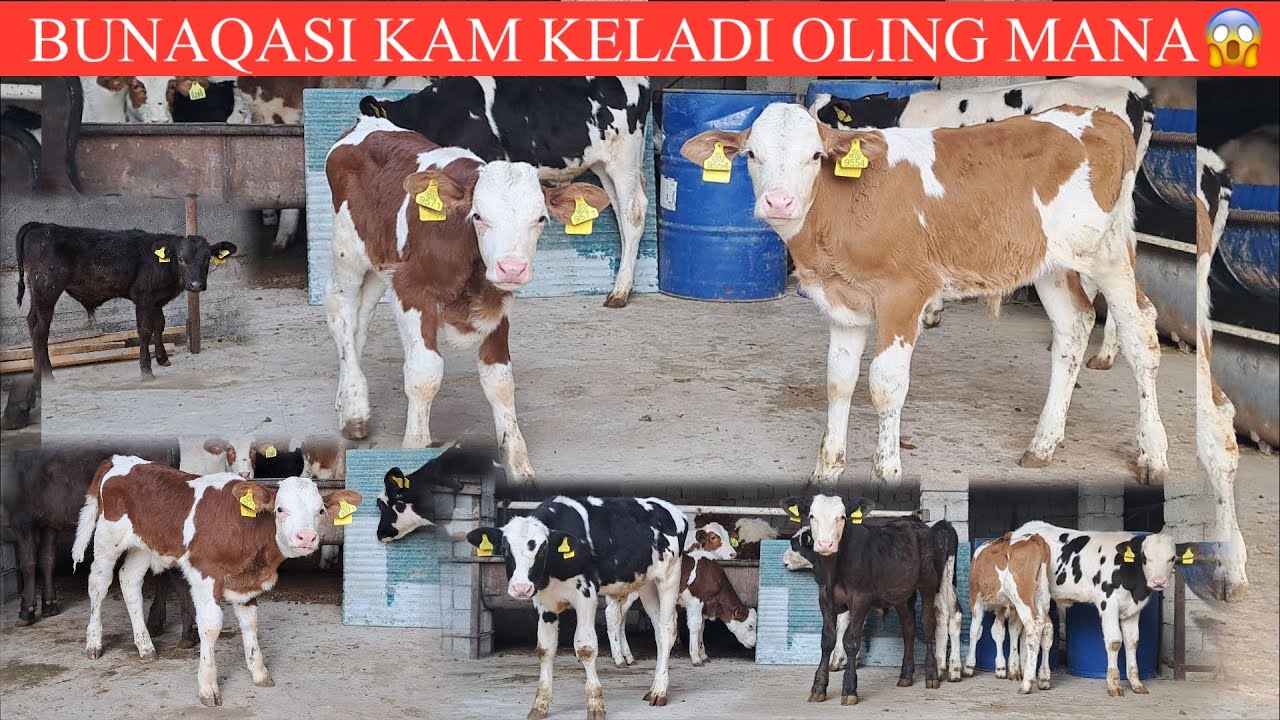 Aladdin Fucks Jasmine (Disney) ni tomosha qiling Porno erotik hd voyeurism