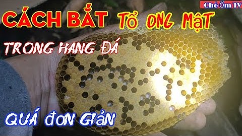 Cách bắt tổ ong mật trong hang đá | Quá đơn giản | Ong Rừng HD
