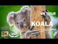 【360°VR】KOALA AUSTRALIA - Virtual Nature Relaxation 8K Video