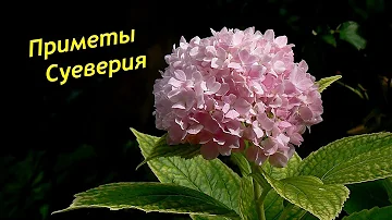 Гортензия – приметы и суеверия. Мистические таланты Гортензии.
