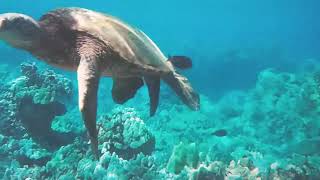 8 годин - розслаблююча музика з морськими черепахами на Гавая. Великі втечі