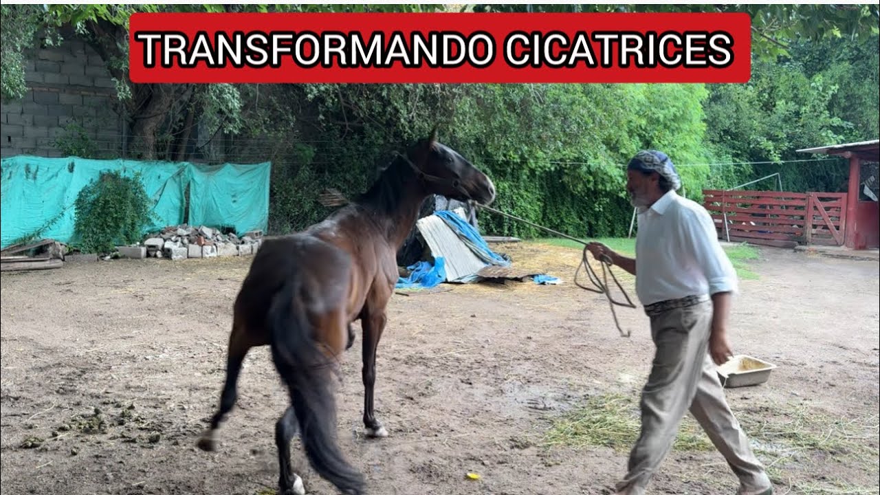 EL DÍA QUE UN CABALLO CON PÁNICO ELIGIÓ CONFIAR