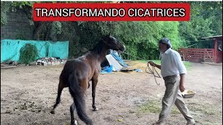 EL DÍA QUE UN CABALLO CON PÁNICO ELIGIÓ CONFIAR