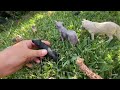 The Unexpected War/// pt.final/// Schleich story//
