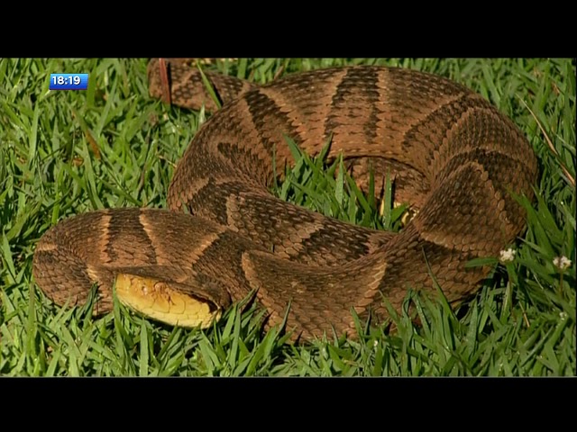 Desespero! Criança é picada após pisar em serpente venenosa; vídeo, Curiosidades