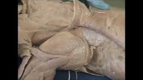 Cat dissection Part 3