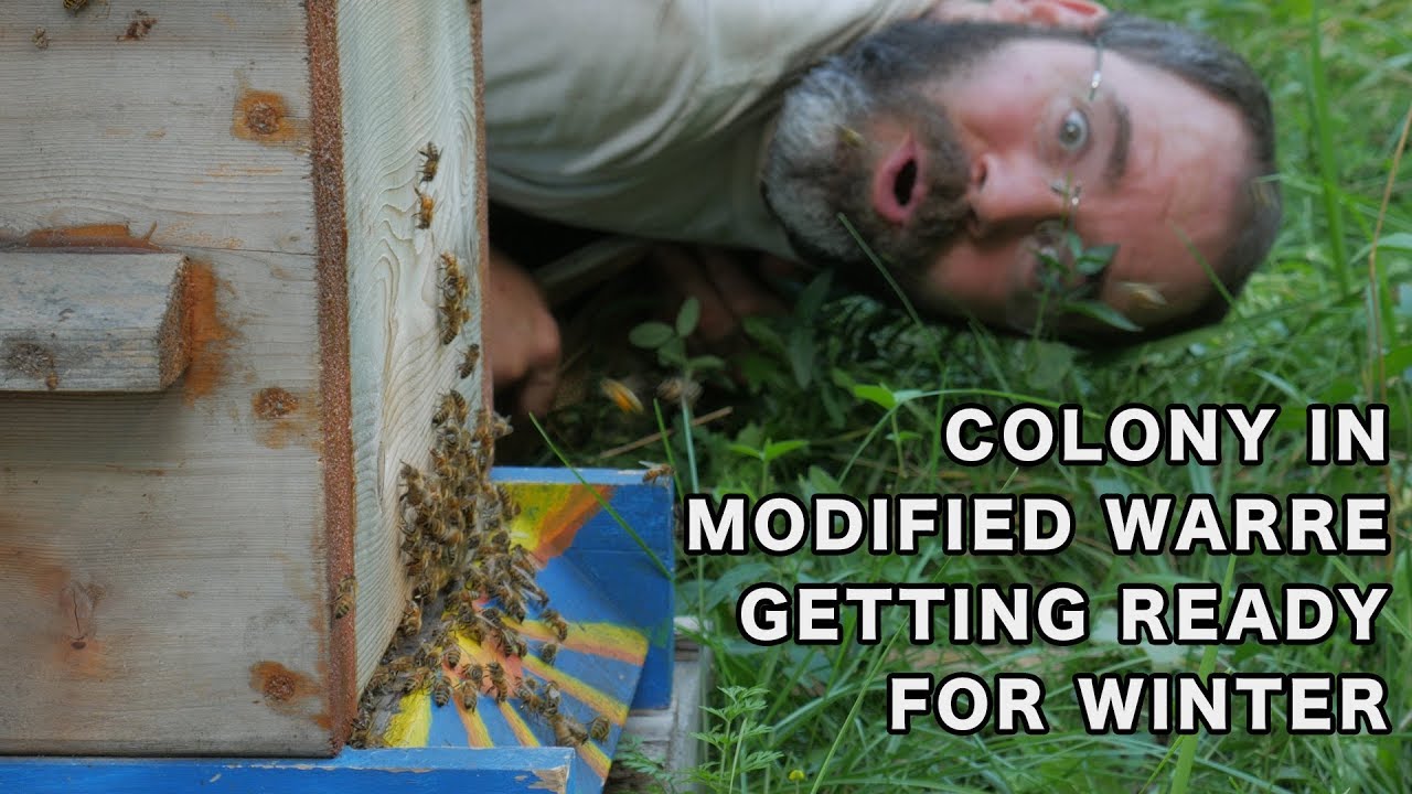 Modified warré hive ready for winter + first Thymovar treatment