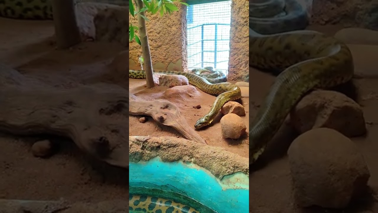 Huge Anacondas At Dehiwala Zoo Sri Lanka