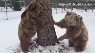 funny animals fighting compilation 2020 funniest animals and cute meowing by KKR tech 9 views 3 years ago 4 minutes, 59 seconds
