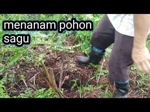 Video: Menanam Bibit Sagu Dari Pohon Sagu: Pelajari Cara Menanam Bibit Sagu