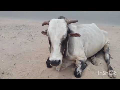 Ambothu in Mangalagiri #ambothu #ongolebull #ongolecattle #ongole #mangalagiri 