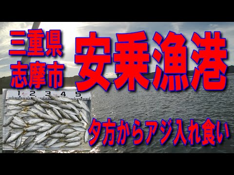 #33三重県安乗漁港車横付け釣り出来ますファミリー家族連れサビキ釣りに良いです南蛮漬けサイズのアジ入れ食い状態イカ墨跡多数色々釣れますうらの浜ファミリーマート 志摩国府の浜店釣りポイント釣りスポット