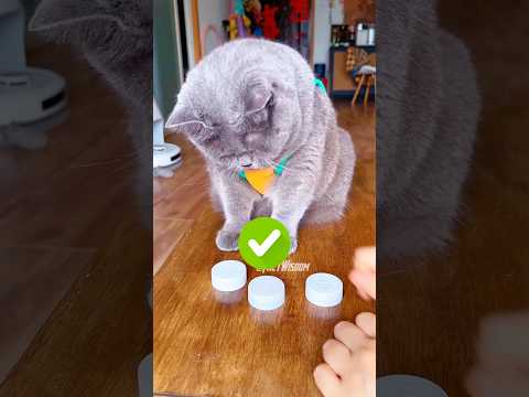 This Cat is very smart than you think 😽🤯