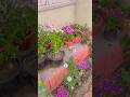 dil hai chota sa choti si aasa#flowers dil hai chota sa choti si aasa#flowers