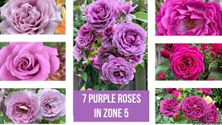 7 purple roses in zone 5 garden: Kordes, Weeks, etc l. 5区紫色玫瑰月季品种介绍