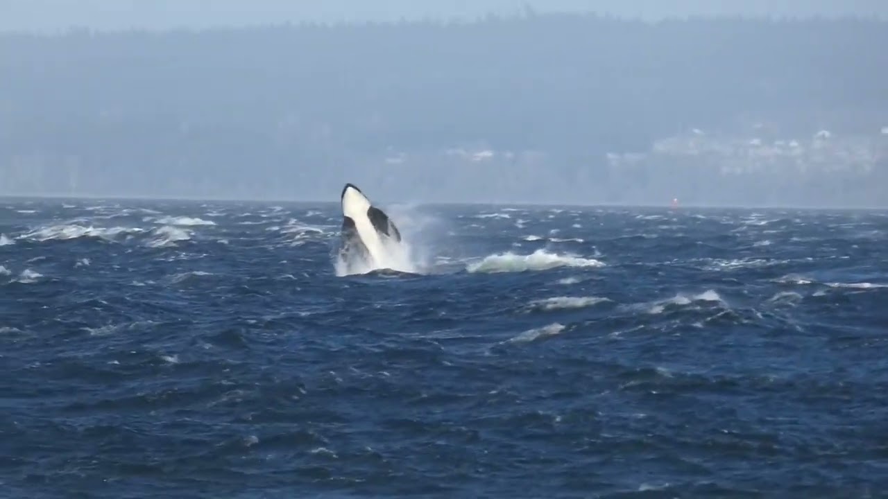 L Pod Returns to Penn Cove for a Second Day in a Row