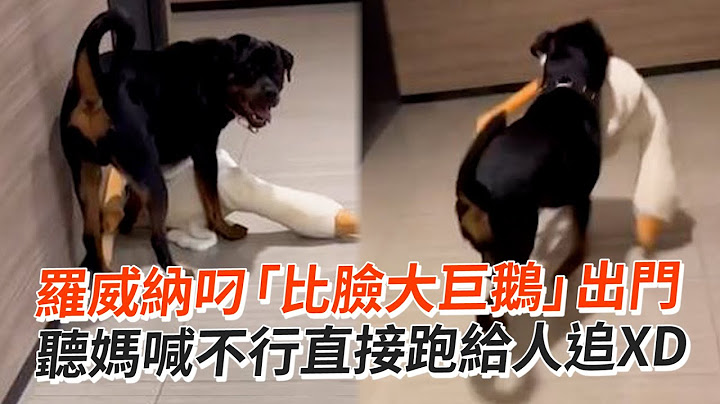羅威納嗨叼巨鵝玩偶出門　聽媽喊不行直接跑給人追🤣｜寵物動物｜狗狗｜精選影片 - 天天要聞