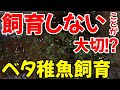 ベタの稚魚の育て方について【餌・水換え】