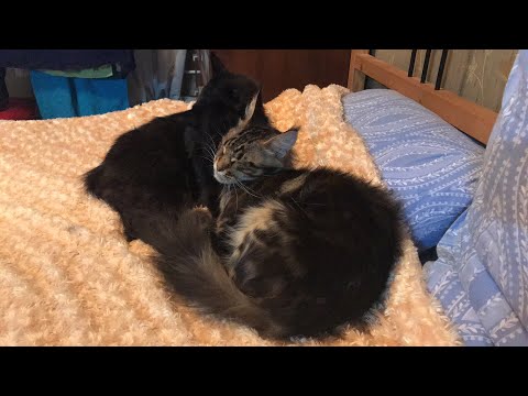 Котики в прямом эфире / Стрим от 3 февраля 2018 г. - Котики в прямом эфире / Стрим от 3 февраля 2018 г.
