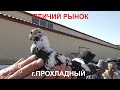 5.07.20. Птичий рынок г. Прохладный.Cool Bird Market