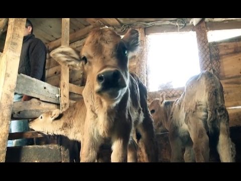 8 თებერვალს, 12:30 საათზე, \"ფერმა\"