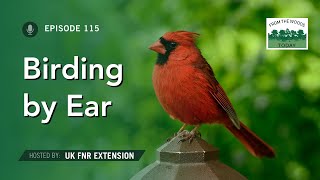 Birding by Ear - From the Woods Today - Episode 115