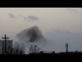 Spectacular starlings murmuration above Utrecht (05-01-2015) Full HD!!