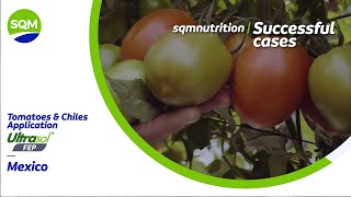 Successful cases – Tomate y Chiles, Ultrasol FEP – México