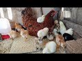 Resultado da incubação - A galinha adotou os Pintinhos 😁