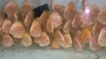 Thiên đường cá dĩa || Vietnam Discus