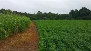 Mega food plot update Part 1 of 2  Aug 13, 2016