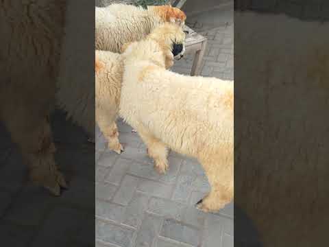 Bade Nakode Wale Sheep