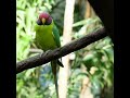 Plum Headed Parakeet Sound Shorts 