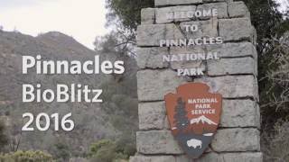 Pinnacles BioBlitz 2016!