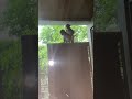 #funny #comedy #monkey