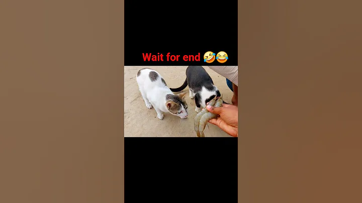 Video 11744821: cat meow pet animal, cat pets meow funny, cat adorable meow