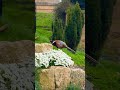 Pheasant 🐤🐦