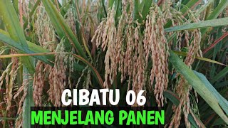 Cibatu 06 Sebelum Panen