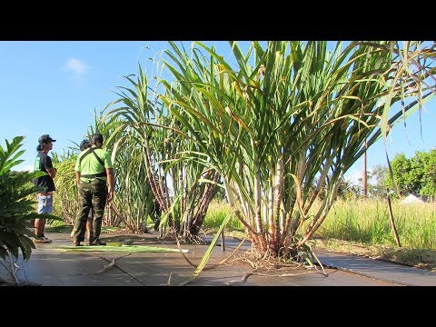 Video: Sugarcane In Russia