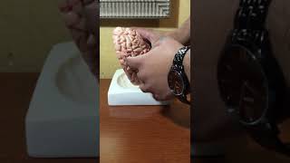 Anterior Cerebral Artery Distribution