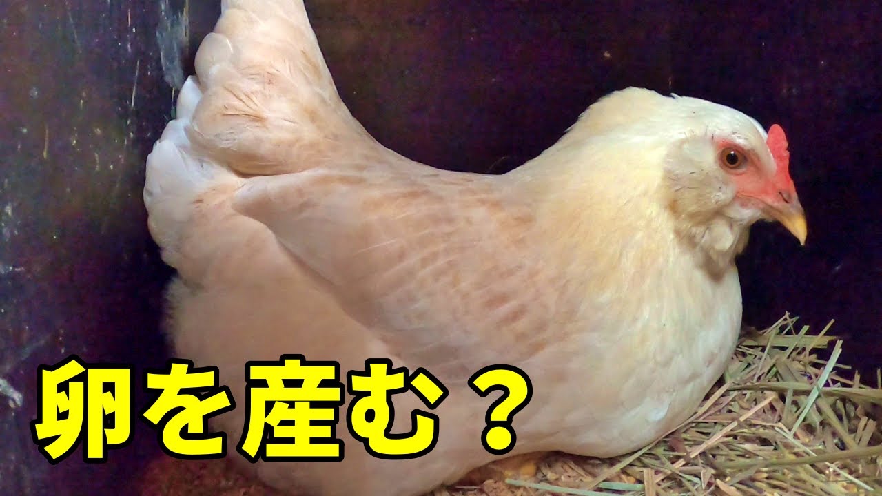 ニワトリの最高の瞬間に出会いたいっ！！【ニワトリ飼育】 177話目 - YouTube