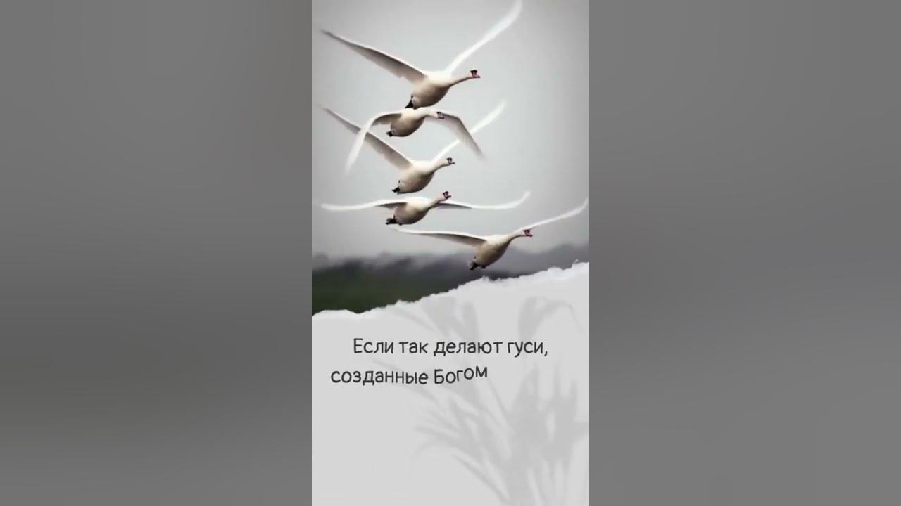 Мы летели в вышине и видели как