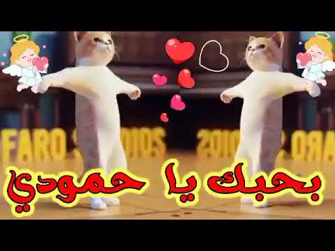 اغنية حمودي بحبك يا حمودي اغنية باسم حمودي السعودية الكويت ابوظبي تركيا العراق قطر الجزائر دبي جده
