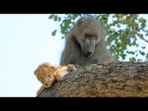 Baboon Adopts and Grooms Lion Cub | UNBELIEVABLE!