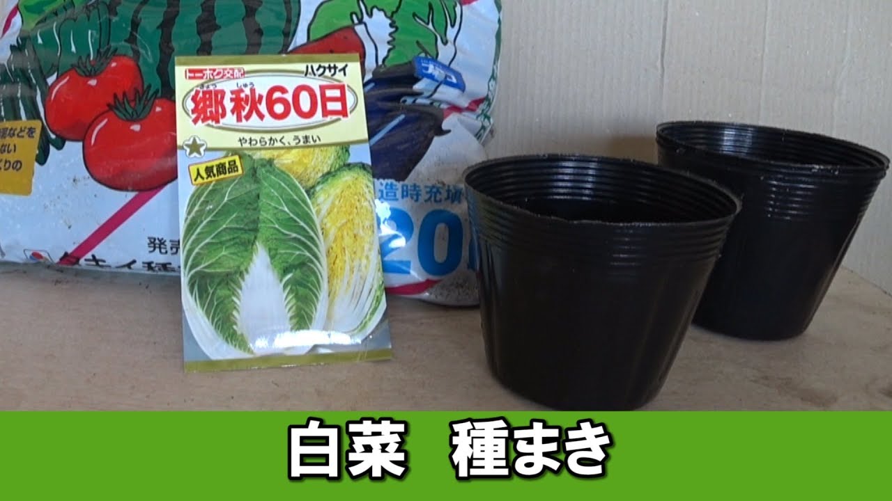 白菜の育て方 プランタ栽培 種まきのやり方 How To Grow Chinese Cabbage Youtube