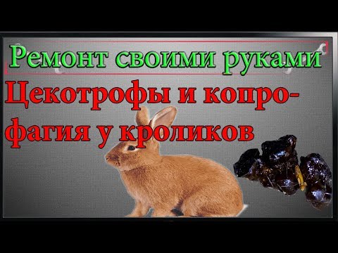 Цекотрофы и копрофагия у кроликов,что такое цекотрофы