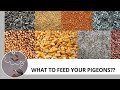 Bird Health and Care Ep5 What to feed your Pigeons
