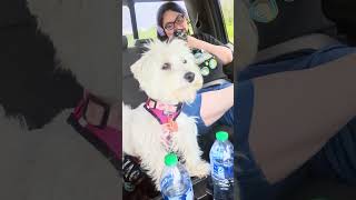 Westie that hates windshield wipers.(3)